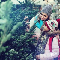 Buying a Christmas Tree